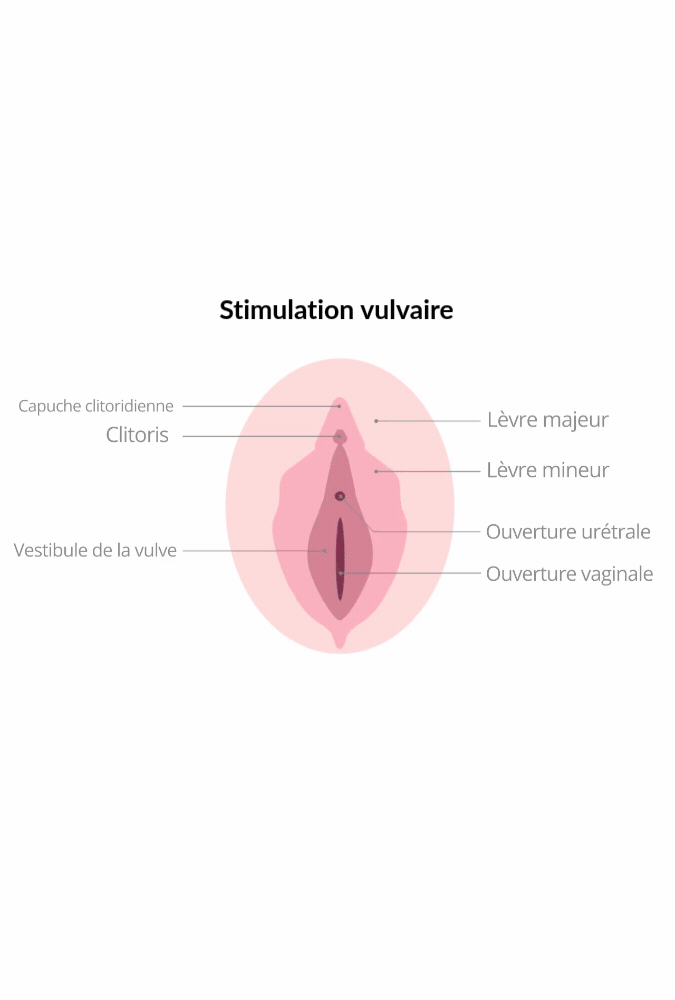 Verbonden clitorale en vulvaire stimulator - Ambi